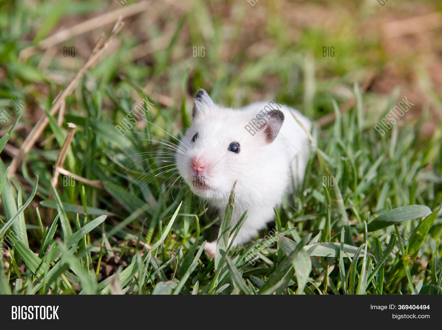 Hamster Grass. Tamed Image & Photo (Free Trial) Bigstock