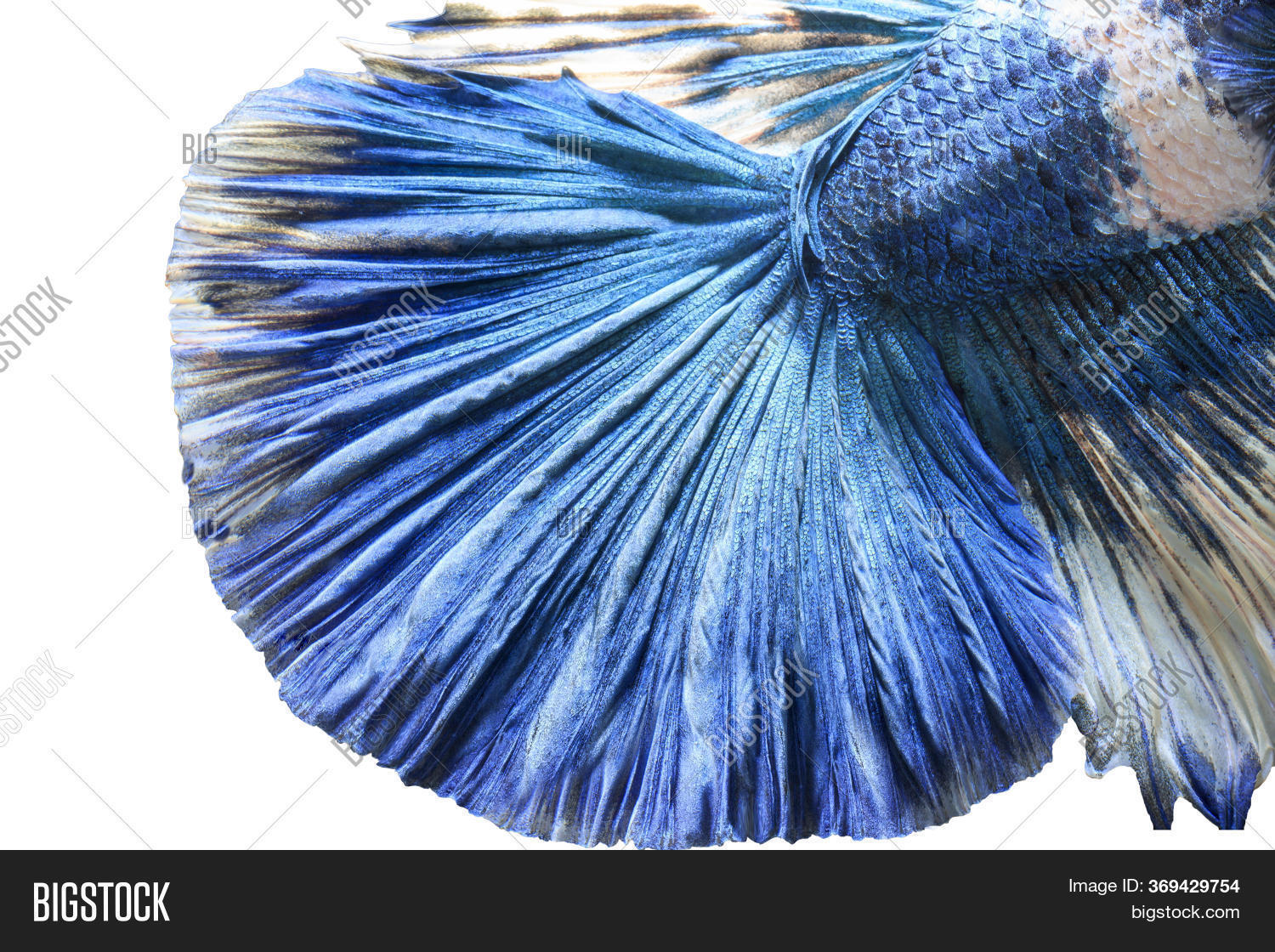 Fish Tail Pattern, Image & Photo (Free Trial) Bigstock