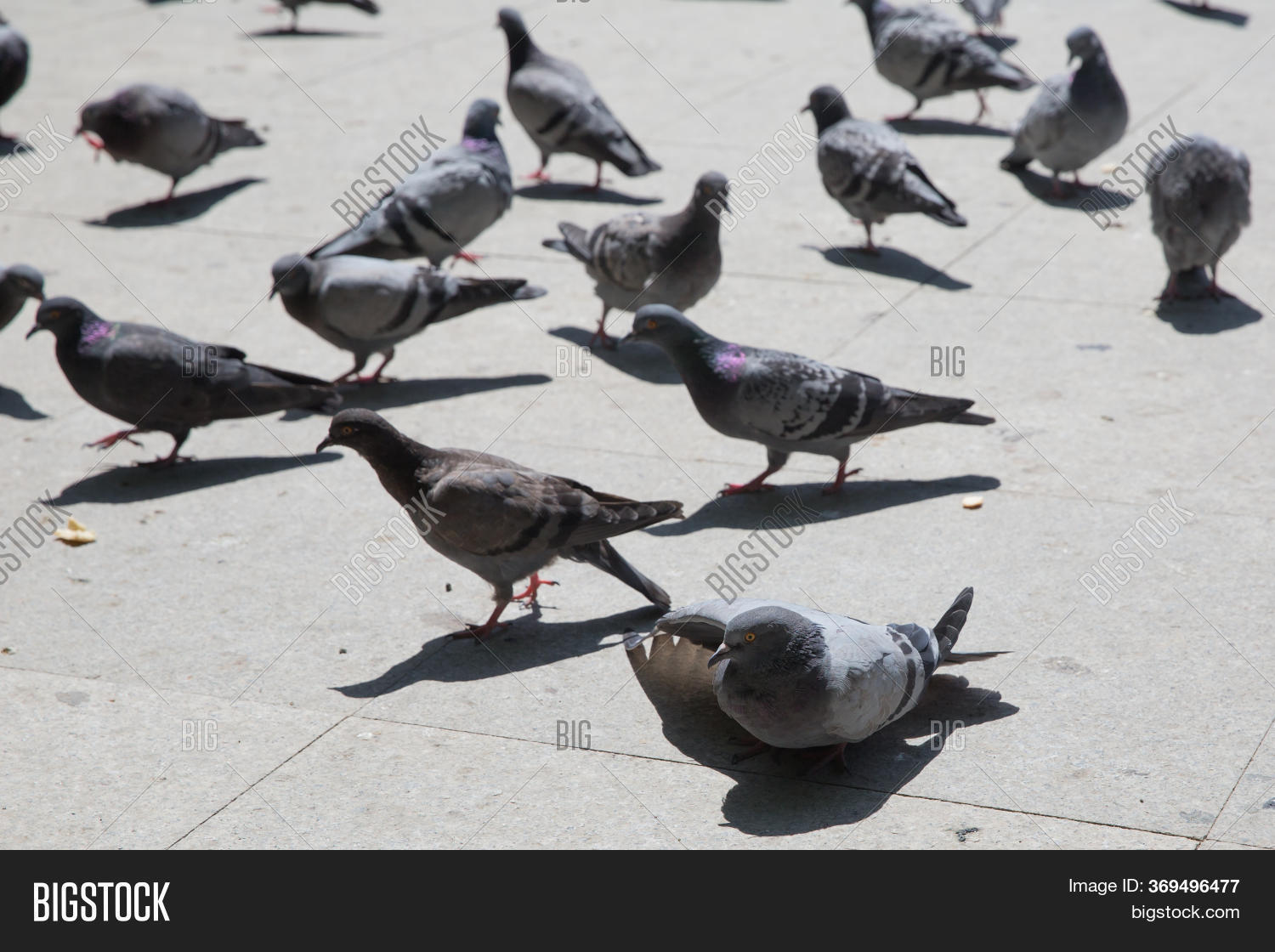Pigeon Walking On Image & Photo (Free Trial) Bigstock