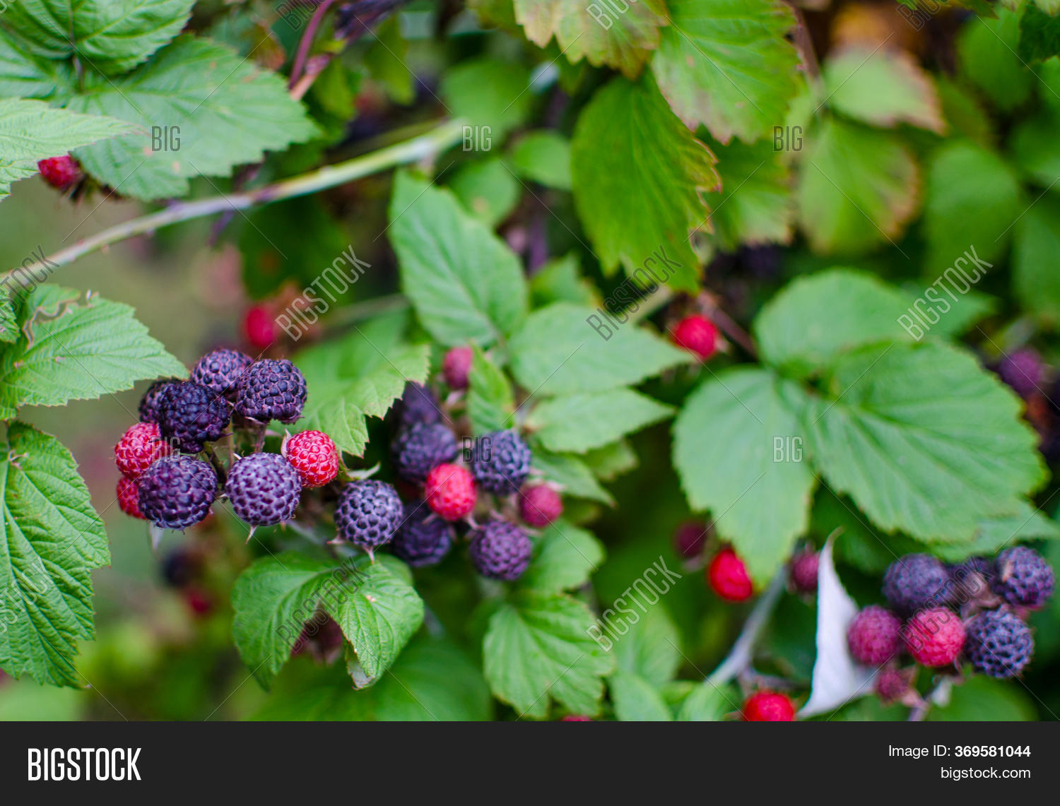Raspberry Shrub 12 M Image & Photo (Free Trial) Bigstock