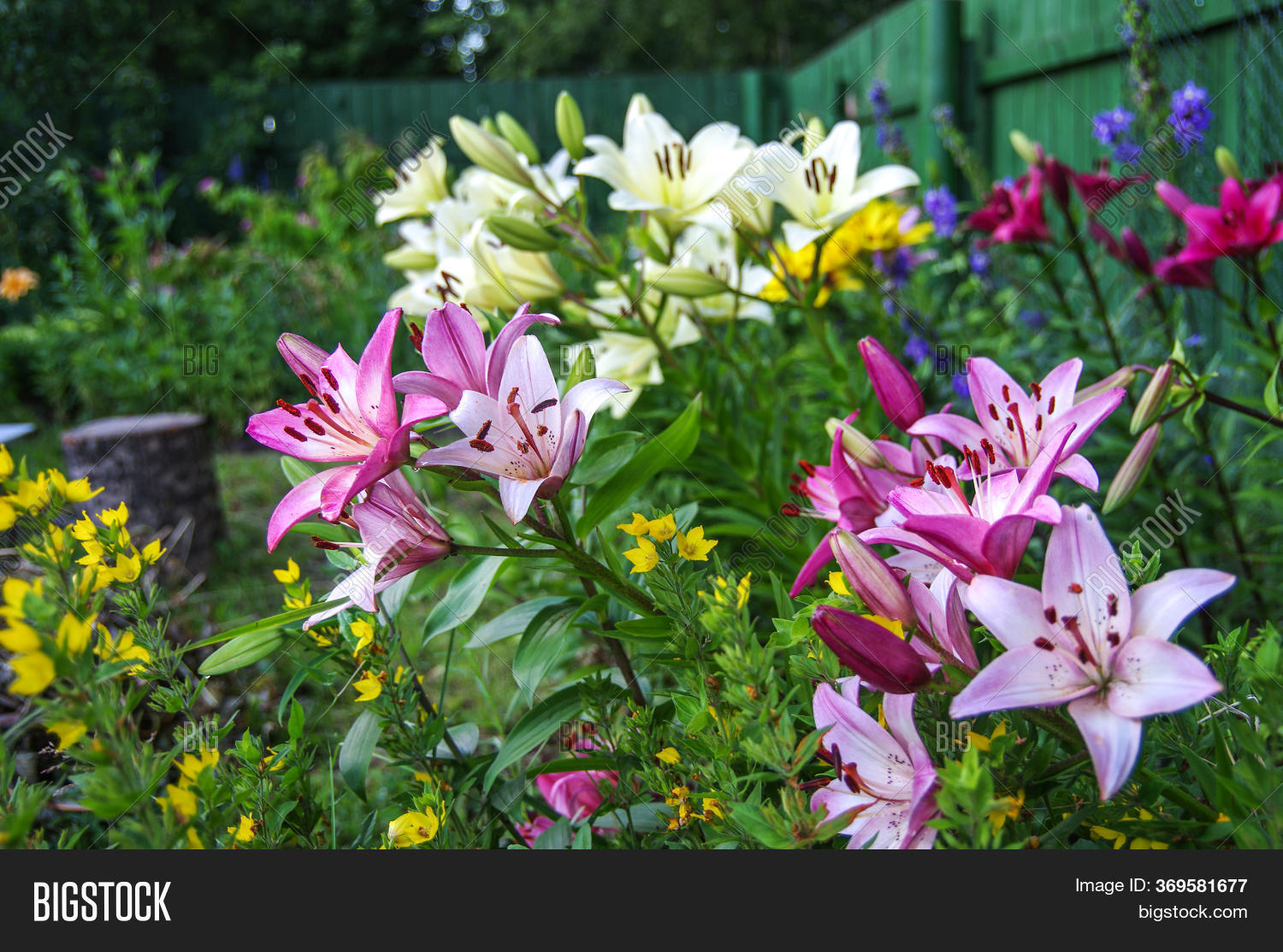 Lilium Garden Image & Photo (Free Trial) | Bigstock