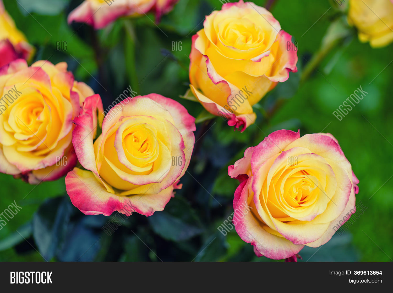 Red Yellow Rose Garden Image & Photo (Free Trial) Bigstock