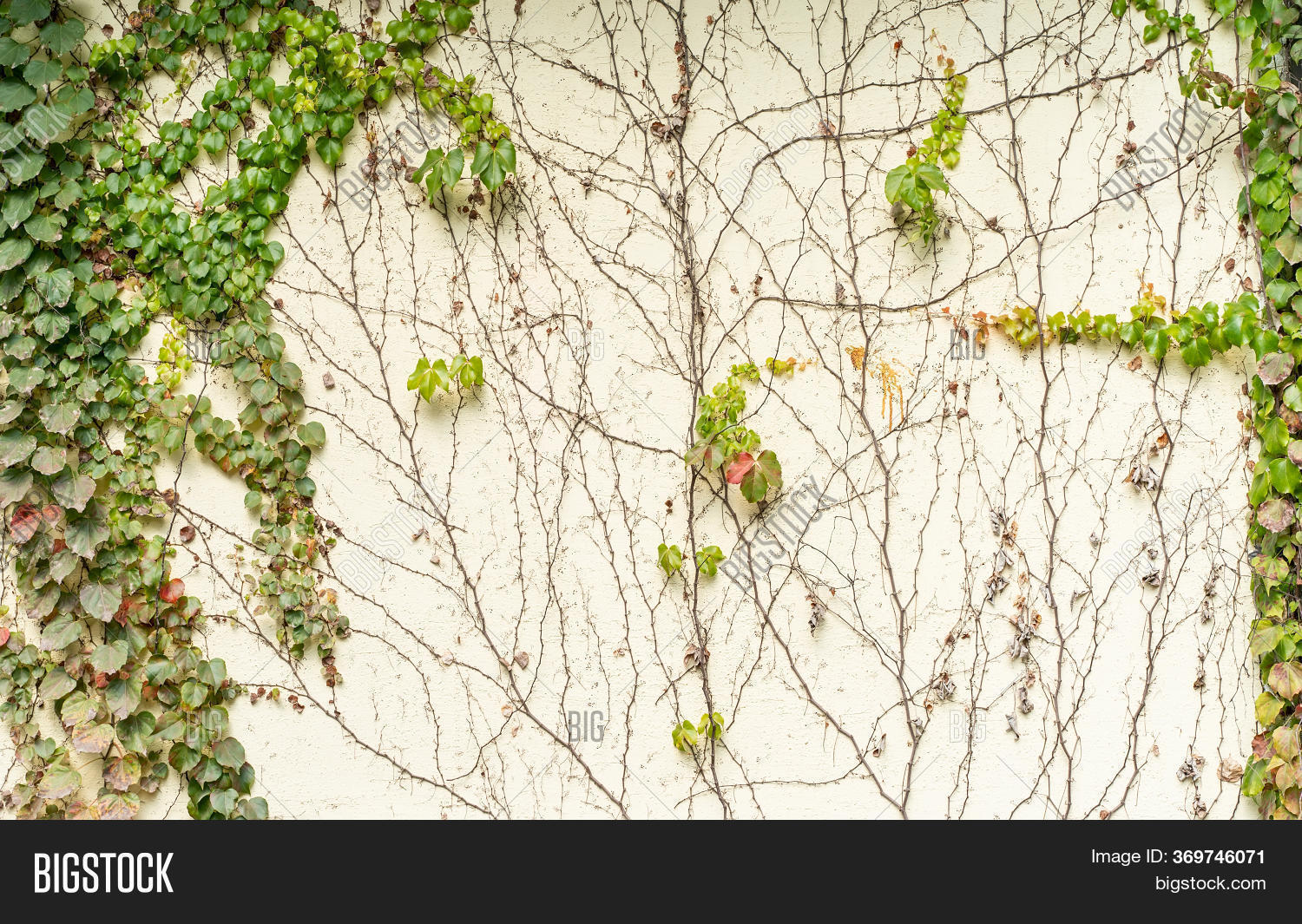 Fall Ivy Creeper Image & Photo (Free Trial) | Bigstock