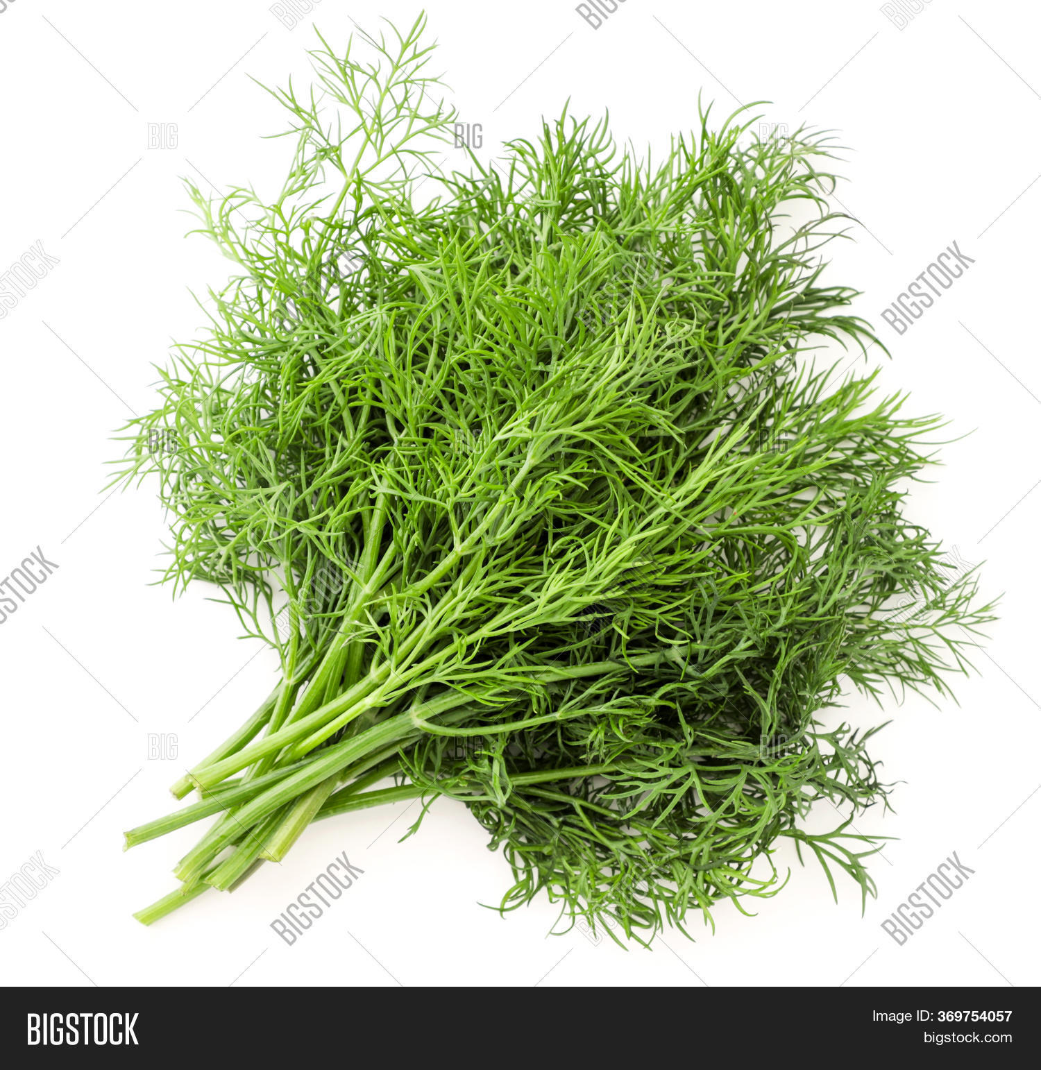 Fresh Dill Bunch On Image & Photo (Free Trial) Bigstock