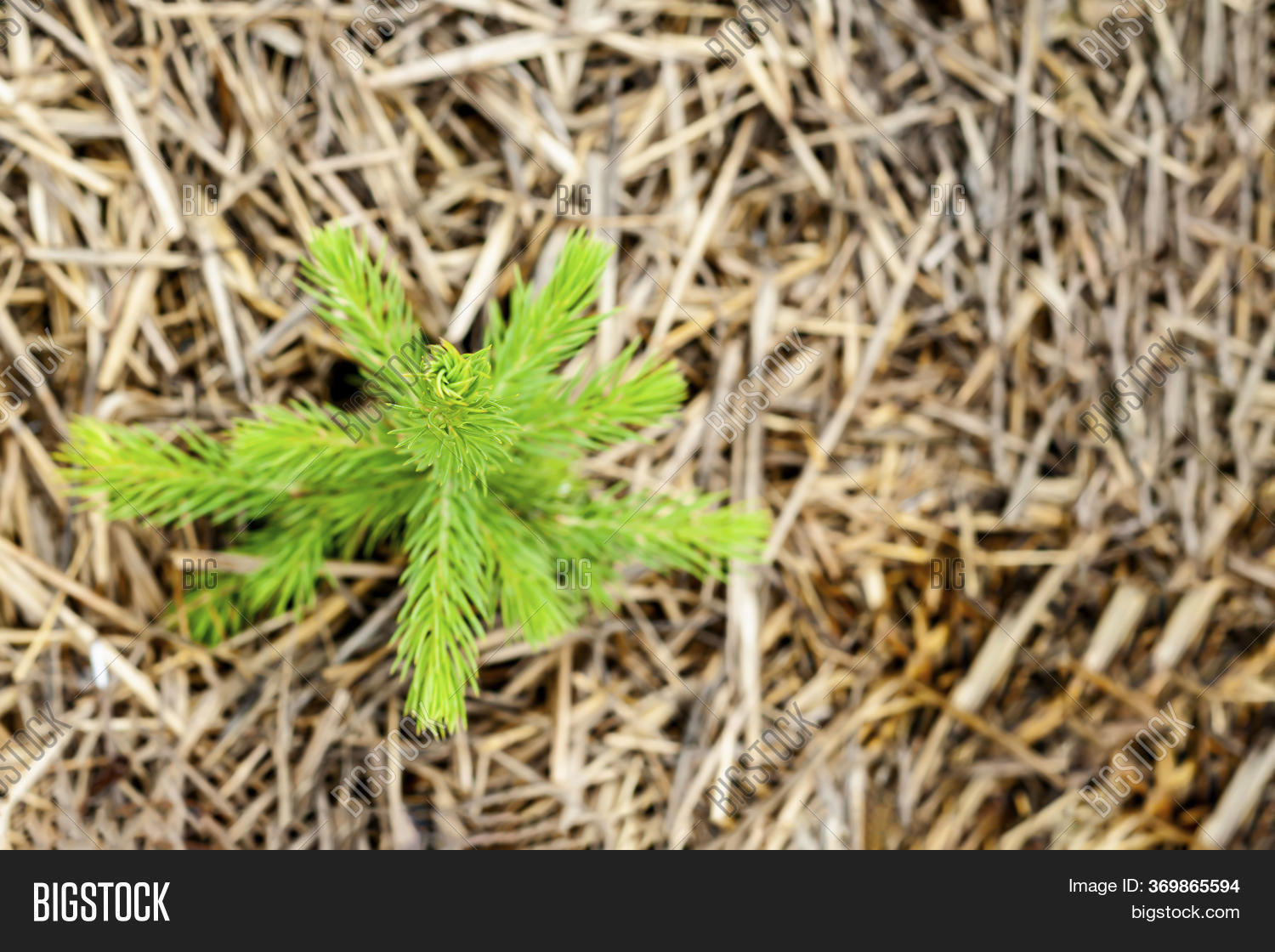 Young Planting Spruce Image & Photo (Free Trial) Bigstock