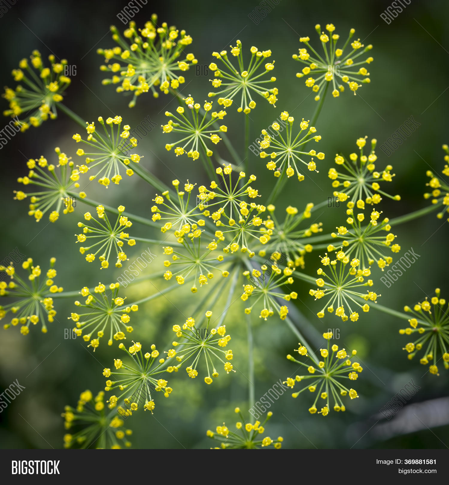 Flowering Dill, Image & Photo (Free Trial) Bigstock
