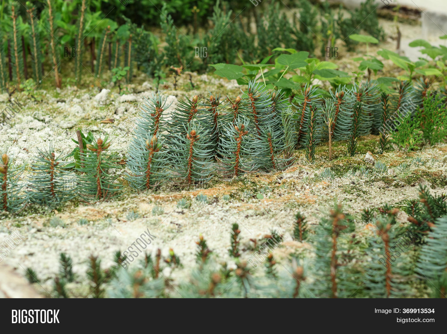 Beds Seedlings Image & Photo (Free Trial) | Bigstock