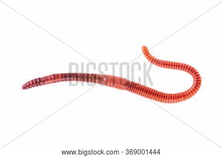Macro Shot Of Red Worm Dendrobena, Earthworm Live Bait For Fishing Isolated On White Background.