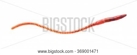 Macro Shot Of Red Worm Dendrobena, Earthworm Live Bait For Fishing Isolated On White Background.
