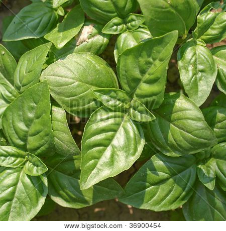 Basil picture