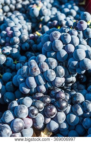 Close Up Of Berries And Leaves Of Grape-vine. Single Bunch Of Ripe Red Wine Grapes Hanging On A Vine