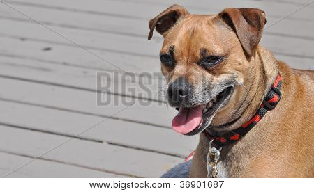Puggle