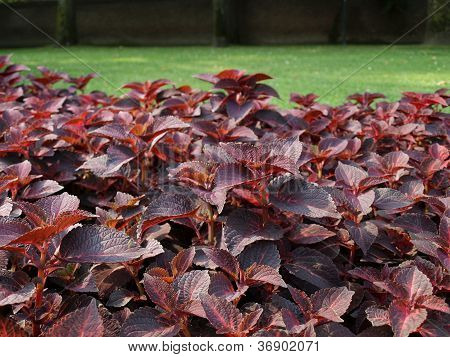 Coleus Nettle plant