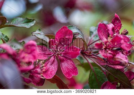 decorative red apple blosssom closeup