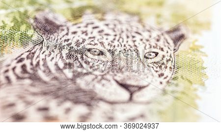 Detail Of A Fifty Reais Banknote, Brazilian Jaguar Stamped On A Brazilian Banknote Of 50 Reais.