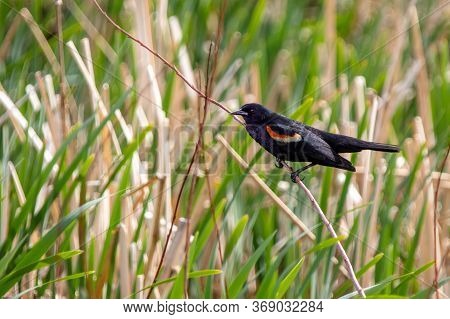 A Male Red-winged Blackbird Perched On Plant Stalk In A Marsh In Calgary, Canada. These Birds Are Co