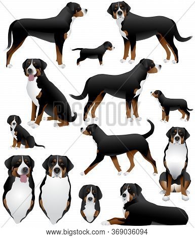 Collection Of Greater Swiss Mountain Dog Breed In Colour Image