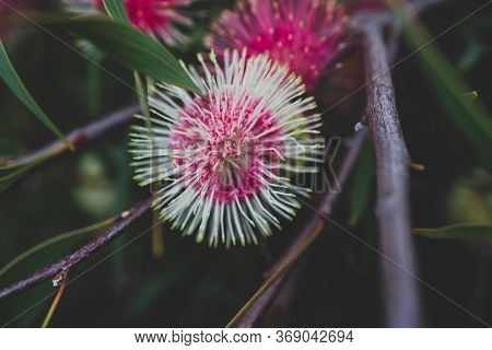 Native Australian Pin-cushion Hakea Plant Outdoor In Sunny Backyard
