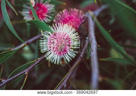 Native Australian Pin-cushion Hakea Plant Outdoor In Sunny Backyard