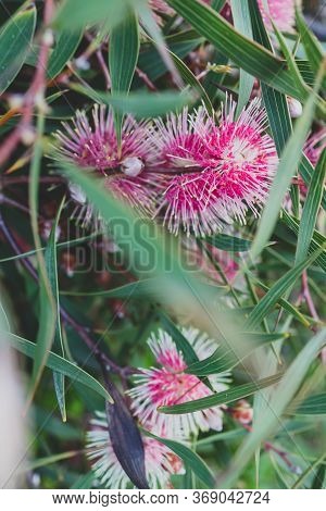 Native Australian Pin-cushion Hakea Plant Outdoor In Sunny Backyard