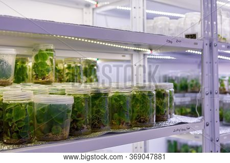 Growing Paulownia Plants Under Sterile Conditions. Micropropagation Of Flowers And Trees In The Labo