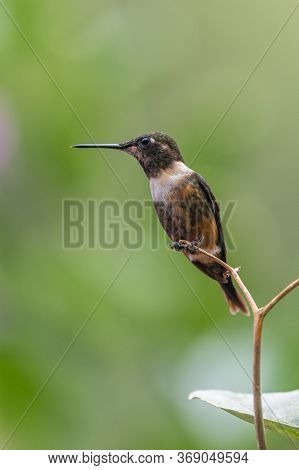 Green Violet-ear (colibri Thalassinus) Hummingbird In Flight Isolated On A Green Background In Costa