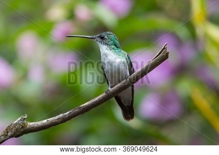 Green Violet-ear (colibri Thalassinus) Hummingbird In Flight Isolated On A Green Background In Costa