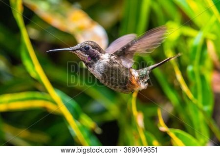 Green Violet-ear (colibri Thalassinus) Hummingbird In Flight Isolated On A Green Background In Costa
