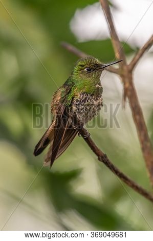 Green Violet-ear (colibri Thalassinus) Hummingbird In Flight Isolated On A Green Background In Costa