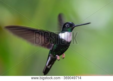 Green Violet-ear (colibri Thalassinus) Hummingbird In Flight Isolated On A Green Background In Costa