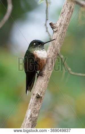 Green Violet-ear (colibri Thalassinus) Hummingbird In Flight Isolated On A Green Background In Costa