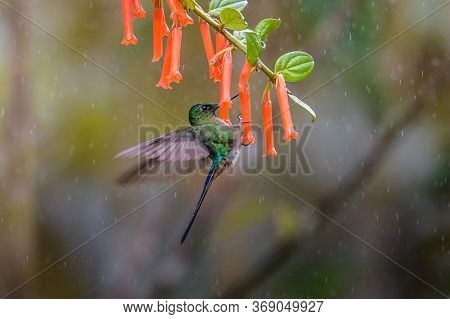Green Violet-ear (colibri Thalassinus) Hummingbird In Flight Isolated On A Green Background In Costa