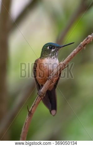 Green Violet-ear (colibri Thalassinus) Hummingbird In Flight Isolated On A Green Background In Costa