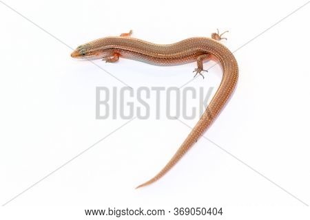 Many-lined Sun Skink (common Slender Skink , Common Slender Skink, Green Crested Lizard Isolated On 