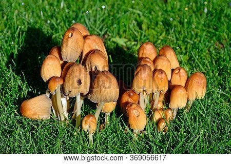 A Cluster Of Common Inkcap Mushrooms Growing In A Lawn, Uk