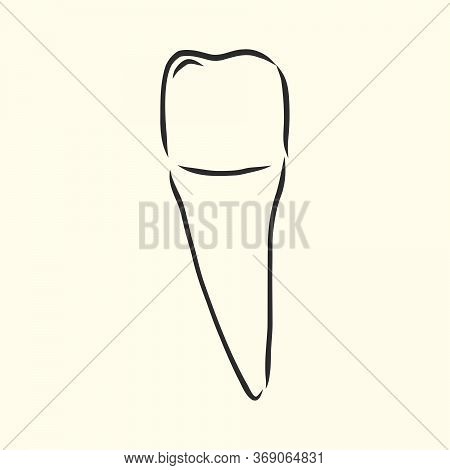 Hand-drawn Black Lines Sketch Molar, Tooth. Doodle Drawing. Object, Element, Icon Component For Illu