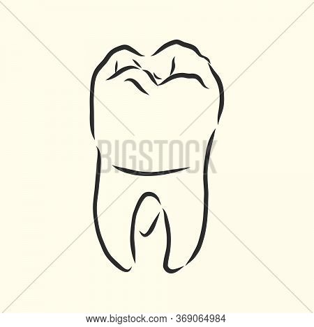 Hand-drawn Black Lines Sketch Molar, Tooth. Doodle Drawing. Object, Element, Icon Component For Illu