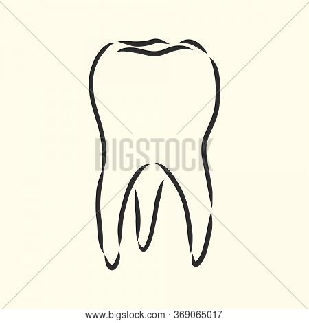 Hand-drawn Black Lines Sketch Molar, Tooth. Doodle Drawing. Object, Element, Icon Component For Illu