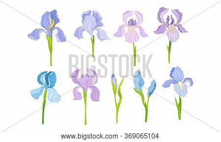 Iris Flower On Stem With Sepals And Standing Upright Petals Vector Set