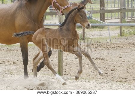 Little Brown Foal, Trosts Next To The Mother, One Week Old, During The Day With A Countryside Landsc