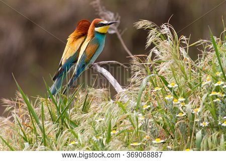 European Bee Eater, Merops Apiaster. Common Bee-eater.