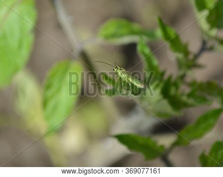 Close-up Of A Green Sawfly, A Macrolophus, A Bug On A Green Leaf