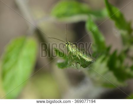 Close-up Of A Green Sawfly, A Macrolophus, A Bug On A Green Leaf