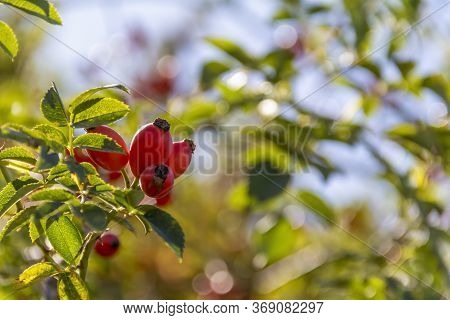 Sunny Illuminated Red Dog-rose Fruits In Natural Leavy Ambiance