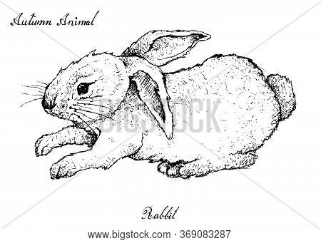 Autumn Animal, Illustration Hand Drawn Of Bunny Rabbit Isolated On White Background. Symbolic Animal
