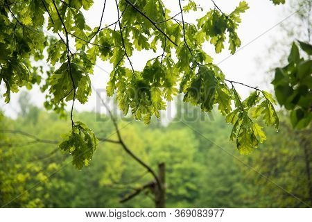 Bright Foliage Of The Tree. Drops Of Rain Or Dew. Texture, Background.