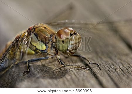 Yhteinen Darter (nainen)