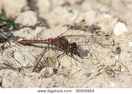 Punaposkinen Darter