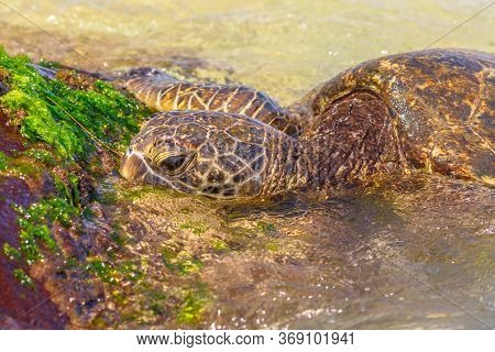 Detail Of A Green Sea Turtle Or Hawaiian Sea Turtle Near The Shore In Laniakea Beach Also Known As T