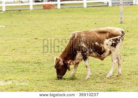 Mucca al pascolo nella Farm.